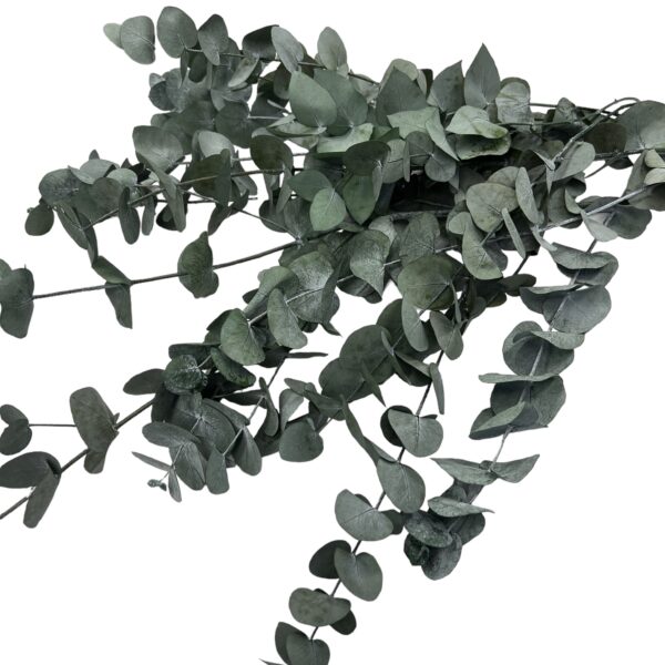 Stabilizovaný Eukalyptus Cinerea zväzok