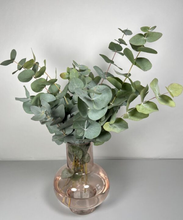 Eucalyptus Cinerea 50cm zväzok