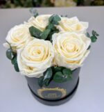 Trvácne ruže Box White in Black