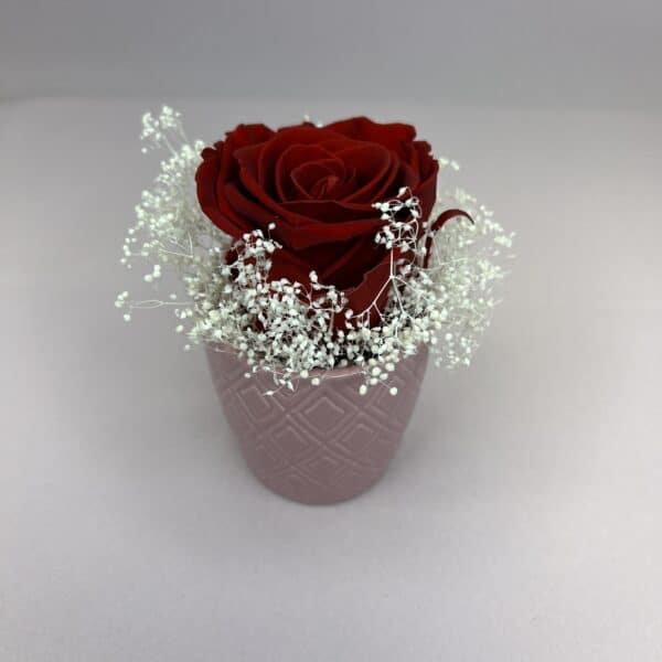 Trvácny box Single Red Roses