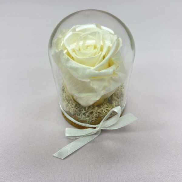 Trvácna ruža v skle - biela