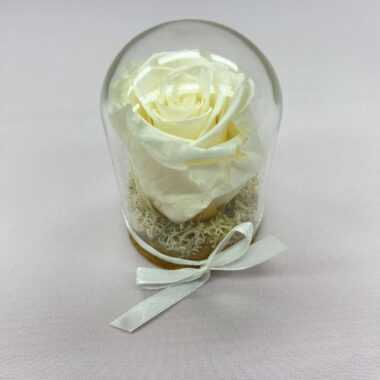 Trvácna ruža v skle - biela