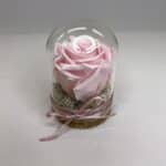 Trvácna ruža v skle - ružová