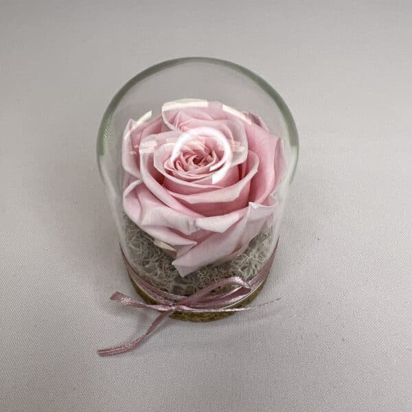 Trvácna ruža v skle - ružová