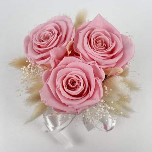 Trvácne ruže Pink in Pink