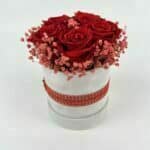 Trvácne ruže Red in White