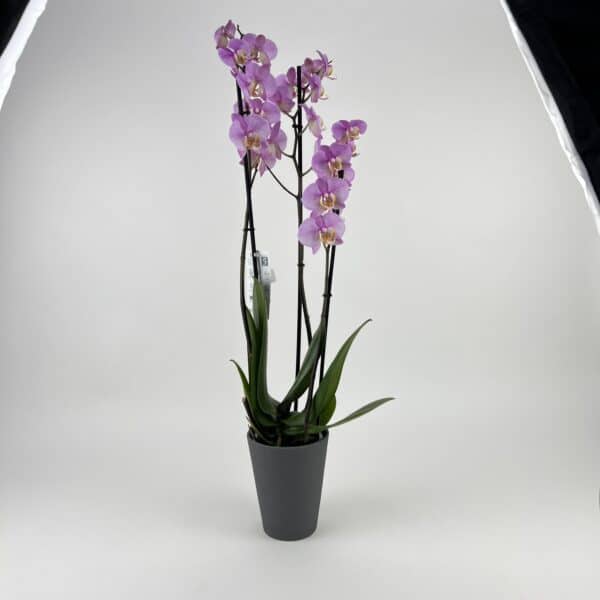 Fialová orchidea v keramickom črepníku
