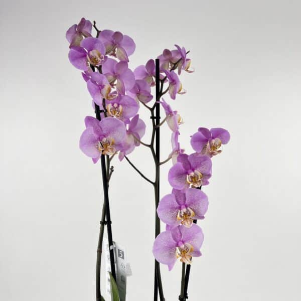 Fialová orchidea v keramickom črepníku