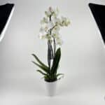 Biela orchidea v keramickom črepníku