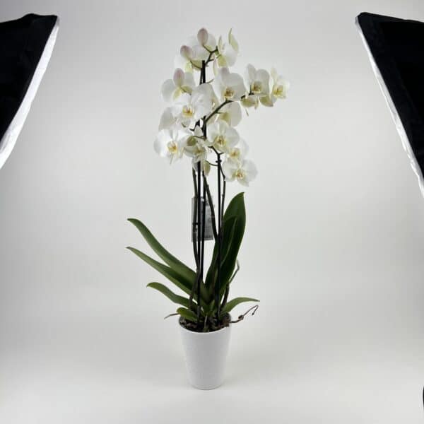 Biela orchidea v keramickom črepníku