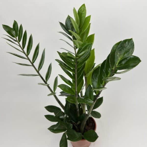Zamiokulkas zamiifolia 55cm
