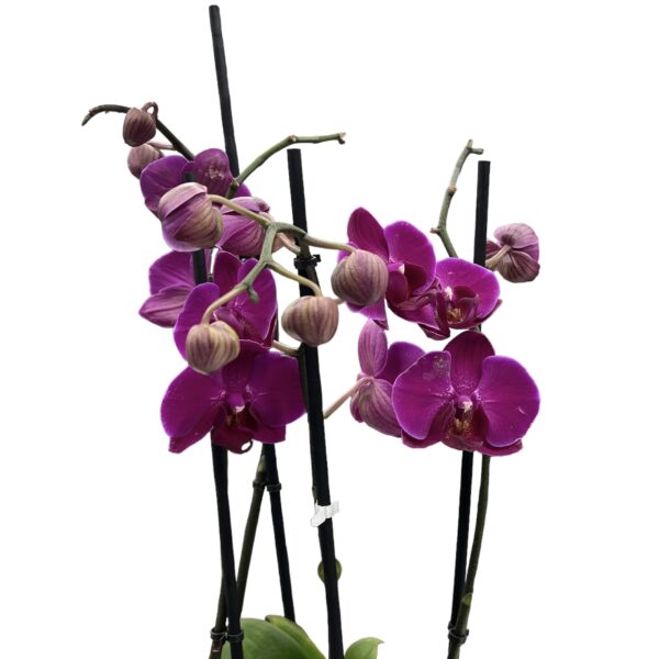Kvetinový aranžmán s orchideou v luxusnej mise