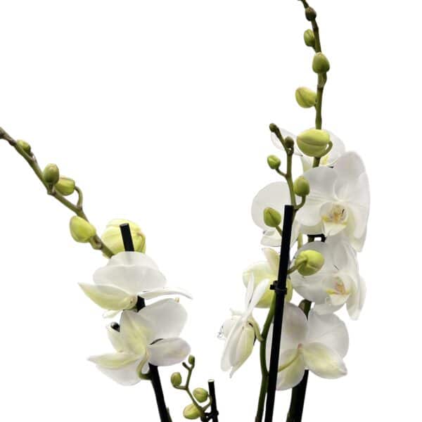 Orchidea phalaenopsis 3-výhonková biela