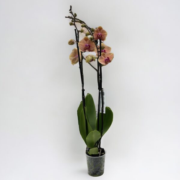 Orchidea phalaenopsis 3-výhonková oranžová
