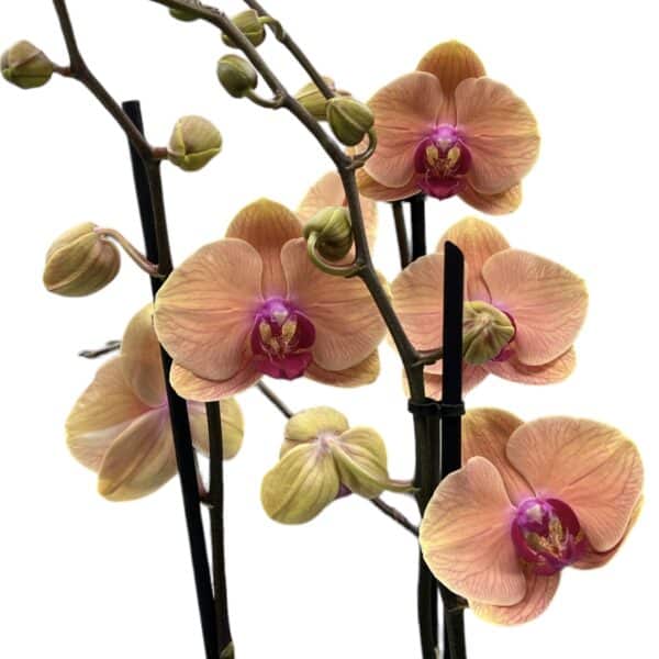 Orchidea phalaenopsis 3-výhonková oranžová