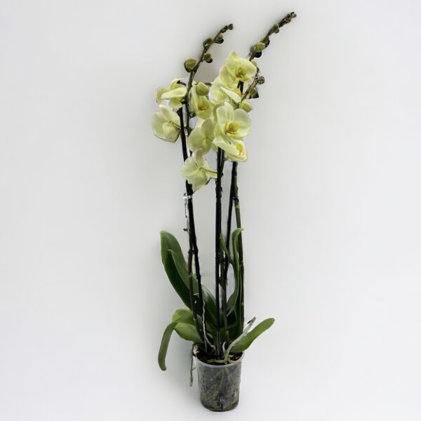 Orchidea phalaenopsis 3-výhonková zelená