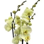 Orchidea phalaenopsis 3-výhonková zelená