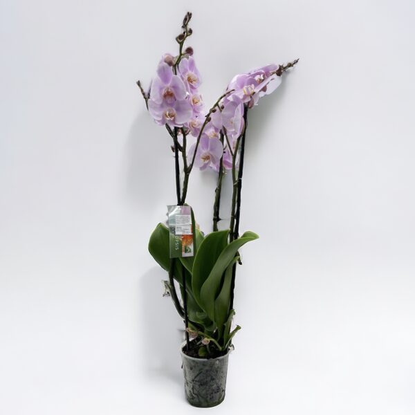 Orchidea phalaenopsis 3-výhonková pastelová fialová