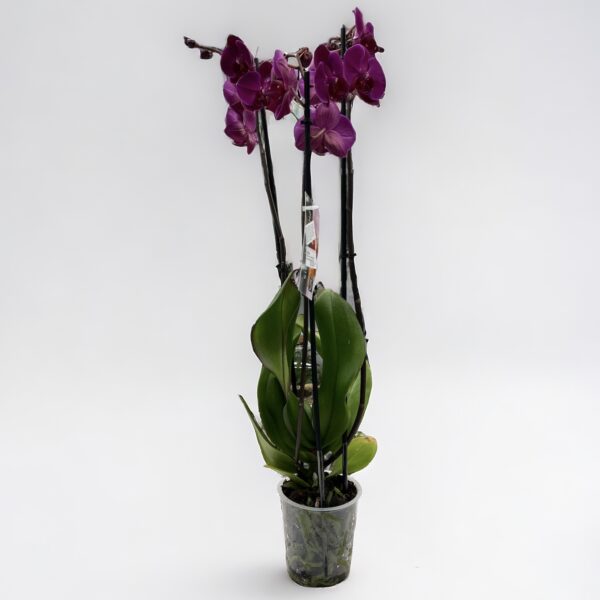 Orchidea phalaenopsis 3-výhonková tmavá fialová