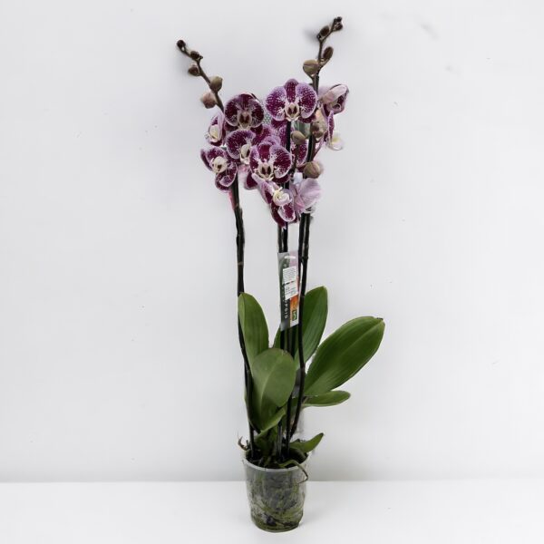Orchidea phalaenopsis 3-výhonková melír fialový