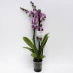 Orchidea phalaenopsis 3-výhonková tiger fialový