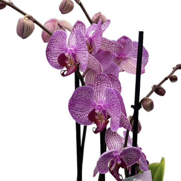 Orchidea phalaenopsis 3-výhonková tiger fialový