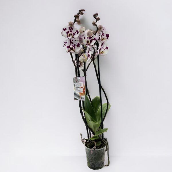 Orchidea phalaenopsis 3-výhonková melír biely
