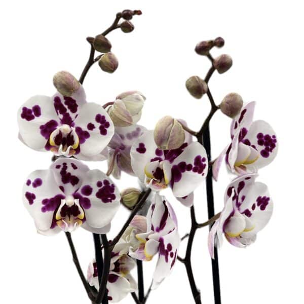 Orchidea phalaenopsis 3-výhonková melír biely