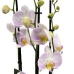 Orchidea phalaenopsis 3-výhonková pastel melír