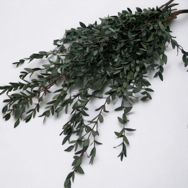 Stabilizovaný Eukalyptus Parvifolia zväzok